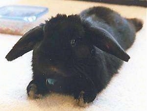 Close up front side view - A black rabbit is laying out on a carpet. It is looking forward.