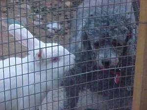 Close up - A white rabbit is in the face of a gray Toy poodle dog.