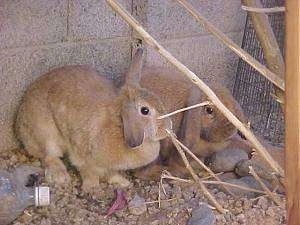 Two gray rabbits are standing in dirt and they are looking forward. Their back is against a cinder block wall and there is a bare tree in front of them.