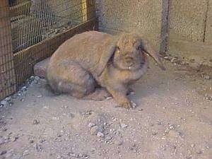 A gray, lop eared rabbit is standing in dirt and it is looking forward.