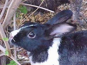 Close up side view head shot - A black with white rabbit is sniffing a tree and it is looking to the left.