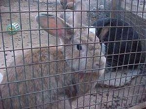 Close up - A brown with white rabbit is sitting against an outside pen fence looking out.