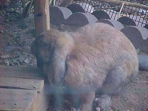 A brown rabbit is standing outside in front of a wooden platform and it is looking to the left.