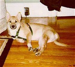 The right side of a tan with white Shiba Inu that is wearing a harness and the person is looking forward.