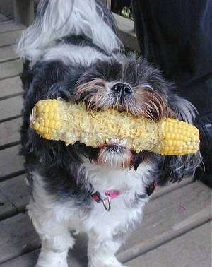 Close up front view - A black and white Shih-Tzu is standing on a wooden porch, it has a partially eaten corn cob in its mouth, it is looking forward and its head is slightly tilted to the right.