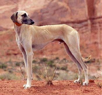 The left side of a tall, skinny tan with black Sloughi is standing on red dirt and it is looking to the right. The dog has a long pointy muzzle and a long neck and a long tail that it is holding low.