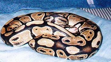 A Python is laying on a blue blanket and it is coiled up.