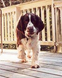 Freckles the English Springer Spaniel is walking across a wooden deck.