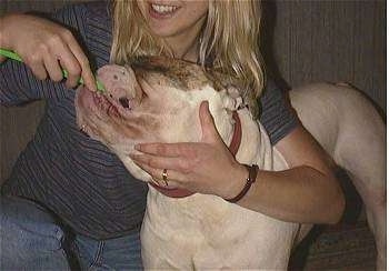 A blonde haired lady is brushing a white with brown Bulldogs teeth.