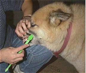 The front left side of a tan with white and black dog that is getting its teethbrushed by a person in a blue shirt.