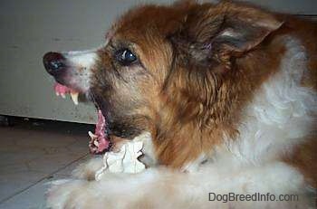 Close up - The back left side of a brown with white and black dog. It is laying across a tiled floor and its mouth is open very aggressively with a rawhide bown between its front paws. The dog has its mouth open and teeth showing.