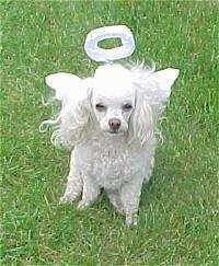 A white Toy Poodle is sitting in grass, it is dressed as an angel and it is looking forward. It has longer hair on its ears.