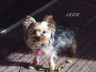 The front left side of a black with brown Yorkshire Terrier that is standing across a rug.