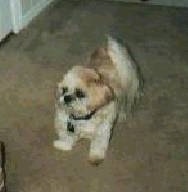 Rambo the Shih Tzu is standing in the middle of a room on a tan carpet