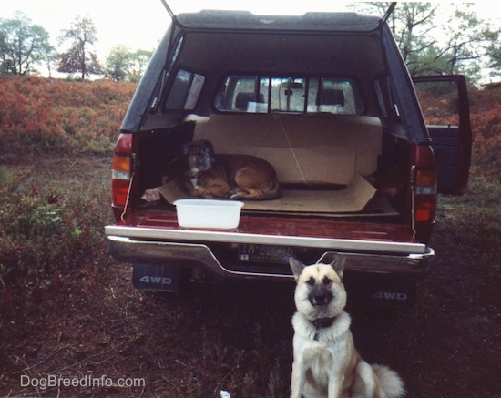 A brown pit bull dog is laying down in the back of a red Toyota pick-up truck with a back cap on the truck.