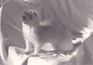 A black and white photo of a ferret that is standing in an arm chair. It is looking up and to the left.