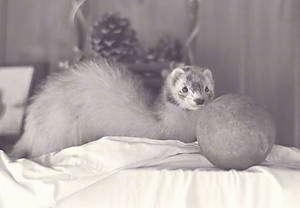 A black and white photo of a ferret that is laying on a table and there is a ball in front of it.