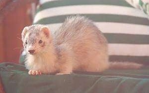 Front side view - A Ferret is laying on a couch and behind it is a green and white striped pillow. It is looking forward.