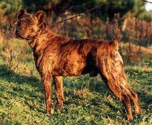 portuguese fila dog breed