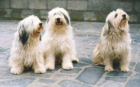 Three long shaggy, Polish Lowland Sheepdogs are sitting on a stone porch and they are looking up. There is a cinder block wall behind them.