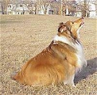 Right Profile - A brown with white Shetland Sheepdog is sitting across a field, it is looking up and to the right.