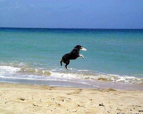 Baron the Australian Shepherd is mid-air with a frisbee in its mouth over the beach water