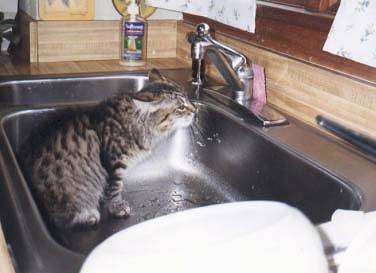 Cleo the Main Coon Cat is sitting in a sink and drinking water from the running faucet