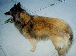 Brooke the Belgian Tervuren yawning while standing on a sidewalk