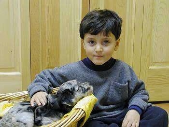 A child sitting next to and petting a Bergamasco puppy in a basket