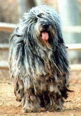 Bergamasco standing outside with his mouth open and tongue out