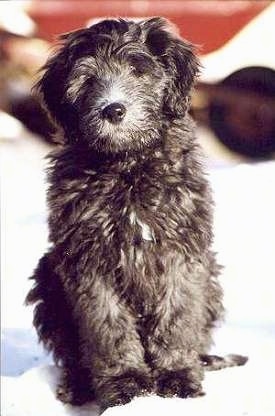 Bergamasco Puppy sitting outside in snow