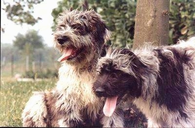 Two Bergamasco puppies sitting side by side
