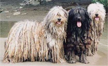 bergamasco sheepdog puppies