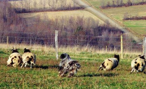 Bergamasco dog running as it herds sheep