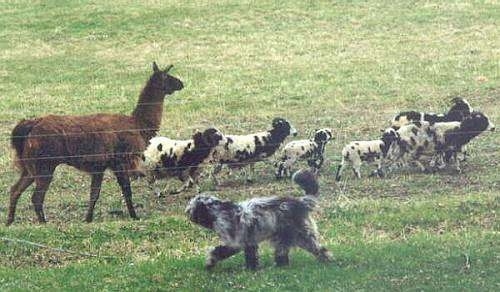 Bergamasco running as it herds sheep and a llama
