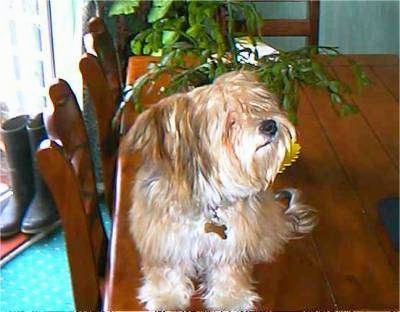 Molly the Bichon Yorkie sitting on a dining room table with a potted plant behind him
