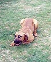 Maximillion the Boerboel laying on the ground in a pounce position with its mouth open