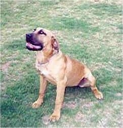 Maximillion the Boerboel sitting outside with its mouth open