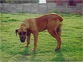 Maximillion the Boerboel standing outside in a yard with its head down