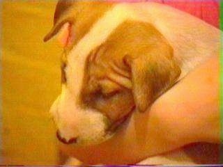 Close Up - Bull Terrier Puppy being held by a person