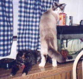 A tan with black Cat standing on the back of a fish tank looking back at the camera looking guilty. There is a Black with Brown Cat laying next to it