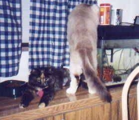 A tan with black cat is getting into the back of a fish tank. There is a black with brown cat laying next to it