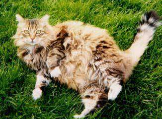 Pudding the Norwegian Forest cat is laying on its side outside in grass and looking up
