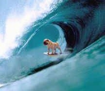 A tan Pug is photoshopped on a surfboard and there is a photoshopped wave behind it