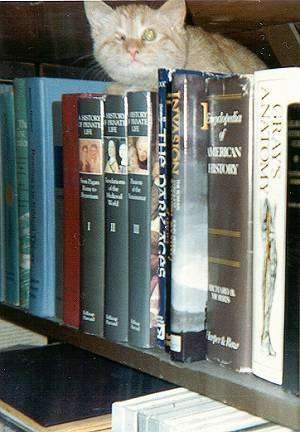 Caraticus a One-eyed Cat is laying on a bookshelf on top of books