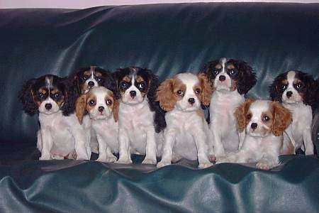 how many litters can a cavalier king charles spaniel have