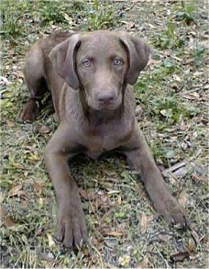 Moses the Chesapeake Bay Retriever Puppy is laying outside in grass