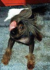 A Chinese Crested Hairless dog is laying on a carpet. It has a long tongue wrapped around and licking its own eye