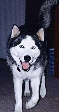 Front view - A black and white Siberian Husky is walking down a carpeted surface, it is looking forward, its mouth is open and it looks like it is smiling. The dog has blue eyes.