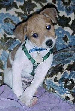 A white with tan Jack-Rat Terrier puppy is laying on its back on a couch and its head is tilted to the left